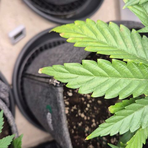 Royal Gorilla 2 growlog timeline photo
