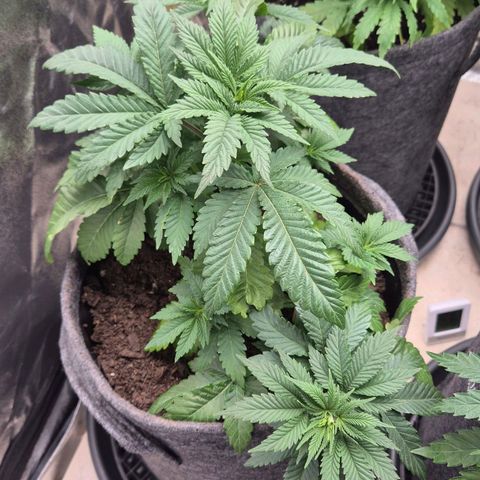 Wedding Gelato 2 growlog timeline photo