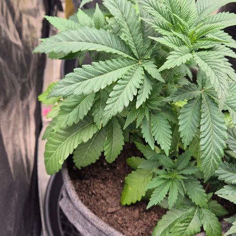 Wedding Gelato 2 growlog timeline photo