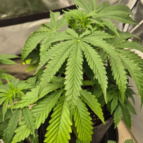 Royal Gorilla 1 growlog timeline photo