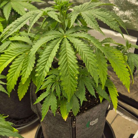 Royal Gorilla 1 growlog timeline photo