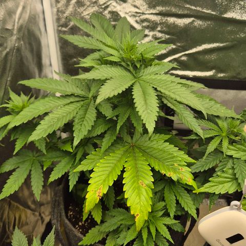 Wedding Gelato 1 growlog timeline photo