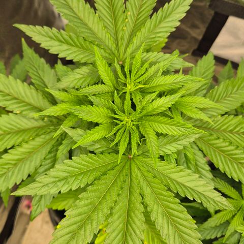 Wedding Gelato 1 growlog timeline photo