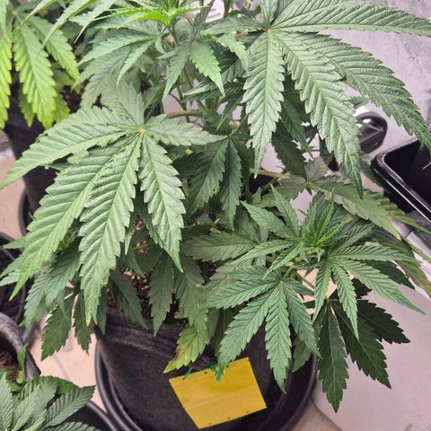 Royal Gorilla 2 growlog timeline photo