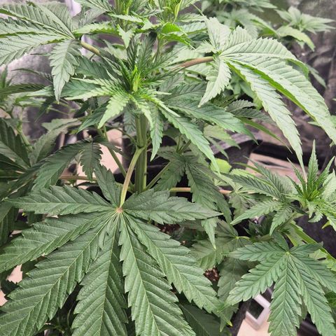 Royal Gorilla 2 growlog timeline photo