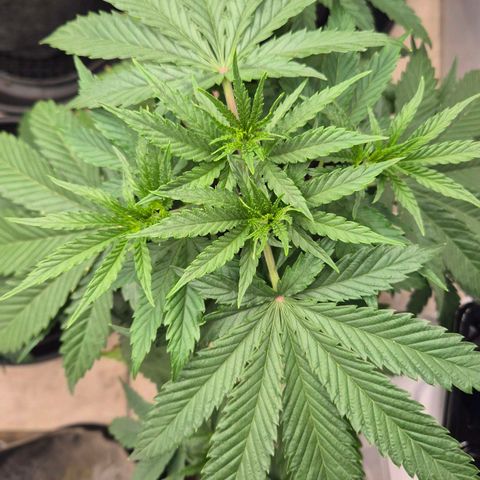Royal Gorilla 2 growlog timeline photo
