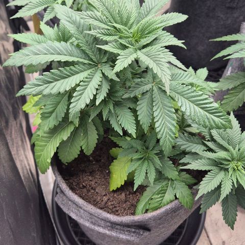 Wedding Gelato 2 growlog timeline photo