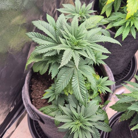 Wedding Gelato 2 growlog timeline photo