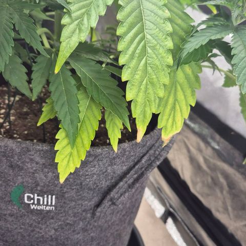 Royal Gorilla 1 growlog timeline photo