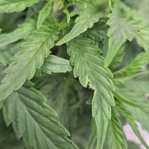 Royal Gorilla 1 growlog timeline photo