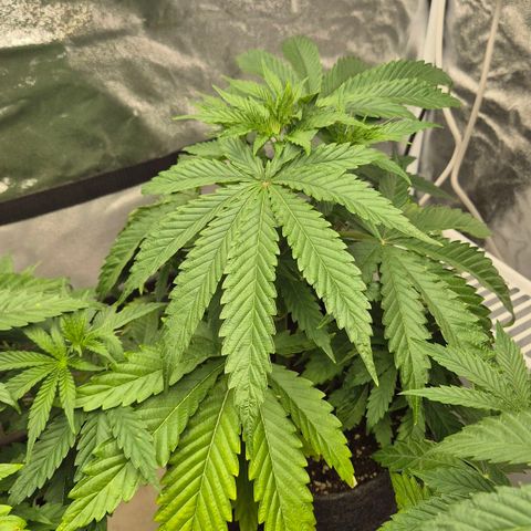 Royal Gorilla 1 growlog timeline photo