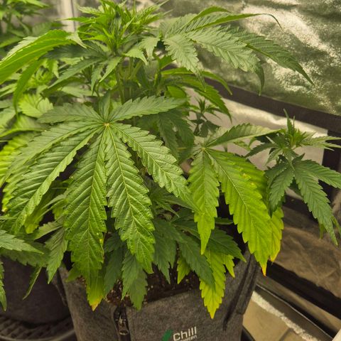 Royal Gorilla 1 growlog timeline photo