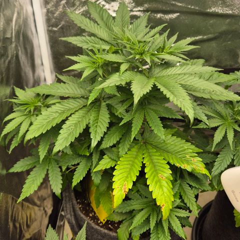 Wedding Gelato 1 growlog timeline photo