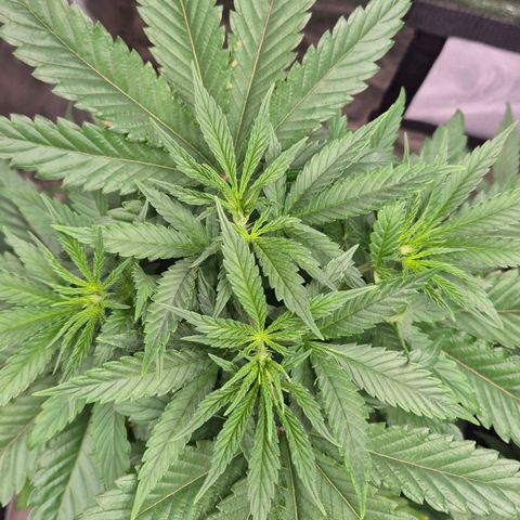 Wedding Gelato 1 growlog timeline photo