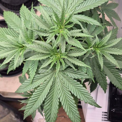 Royal Gorilla 2 growlog timeline photo
