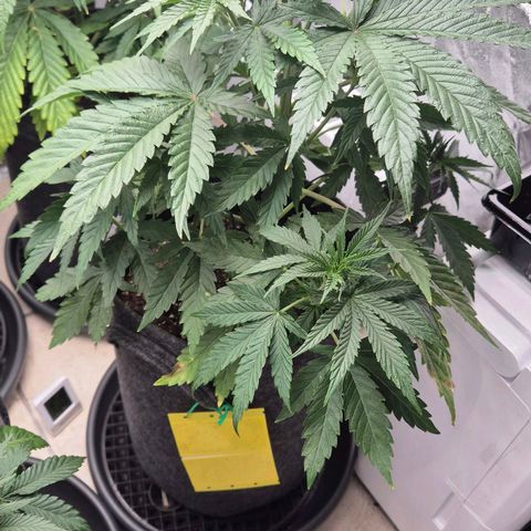 Royal Gorilla 2 growlog timeline photo