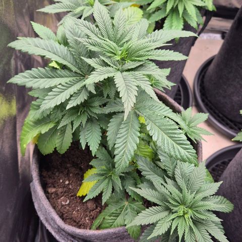 Wedding Gelato 2 growlog timeline photo