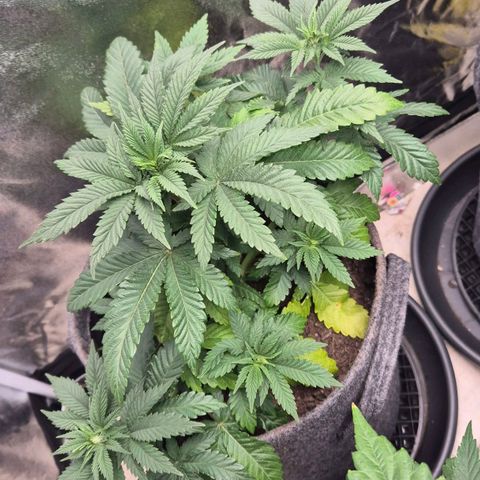 Wedding Gelato 2 growlog timeline photo