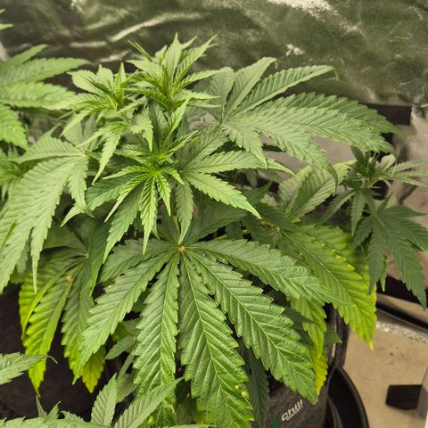 Royal Gorilla 1 growlog timeline photo