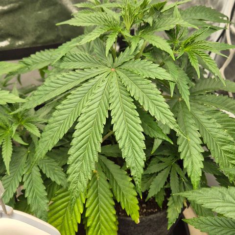 Royal Gorilla 1 growlog timeline photo