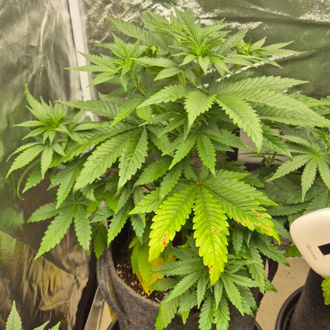Wedding Gelato 1 growlog timeline photo