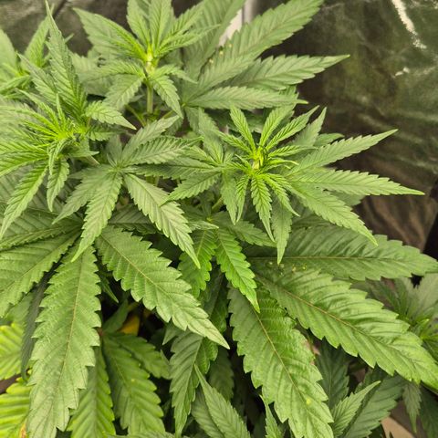 Wedding Gelato 1 growlog timeline photo