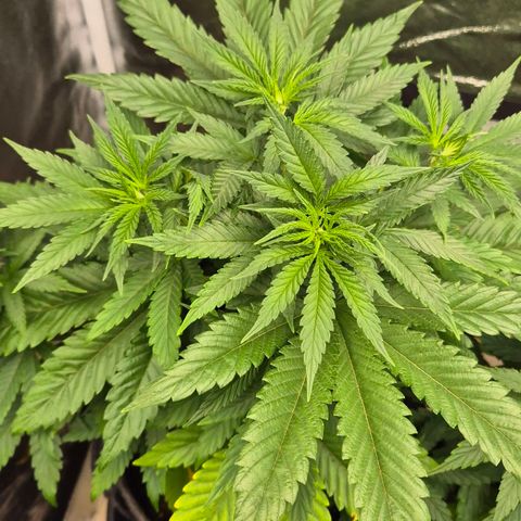 Wedding Gelato 1 growlog timeline photo