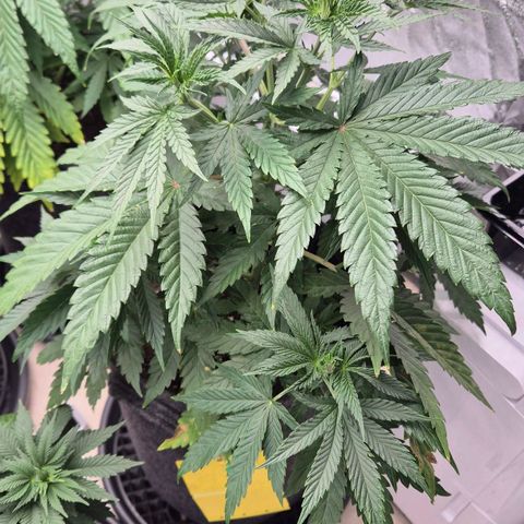 Royal Gorilla 2 growlog timeline photo