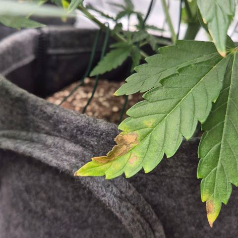 Royal Gorilla 2 growlog timeline photo