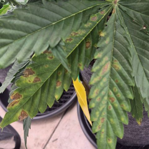 Royal Gorilla 2 growlog timeline photo