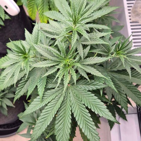 Royal Gorilla 2 growlog timeline photo