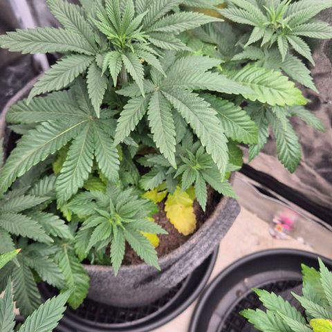 Wedding Gelato 2 growlog timeline photo