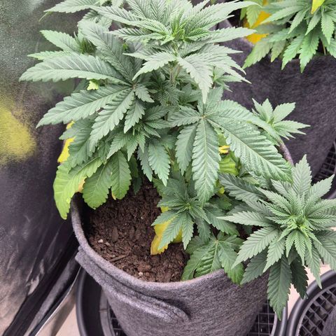 Wedding Gelato 2 growlog timeline photo