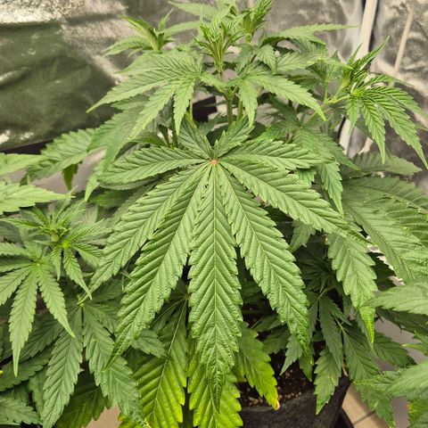 Royal Gorilla 1 growlog timeline photo