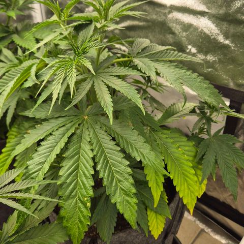 Royal Gorilla 1 growlog timeline photo