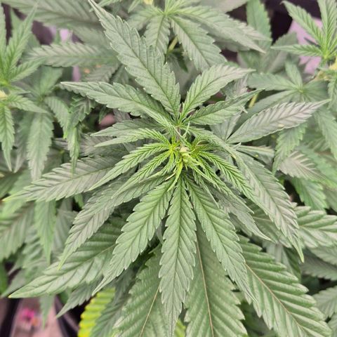 Wedding Gelato 1 growlog timeline photo