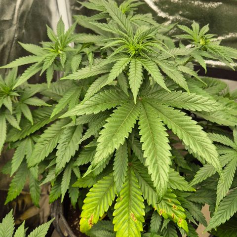 Wedding Gelato 1 growlog timeline photo