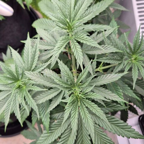 Royal Gorilla 2 growlog timeline photo