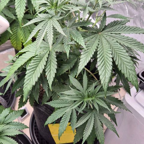 Royal Gorilla 2 growlog timeline photo