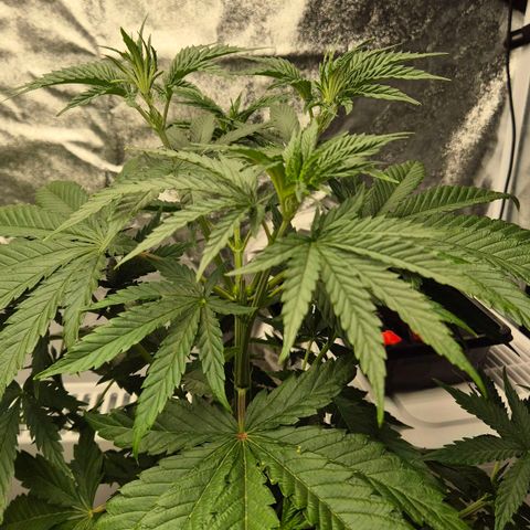 Royal Gorilla 2 growlog timeline photo