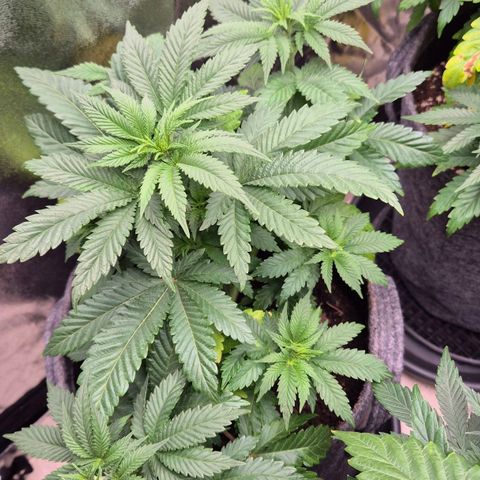 Wedding Gelato 2 growlog timeline photo