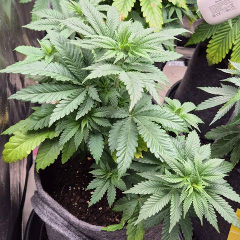 Wedding Gelato 2 growlog timeline photo