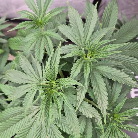 Royal Gorilla 1 growlog timeline photo
