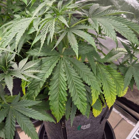 Royal Gorilla 1 growlog timeline photo