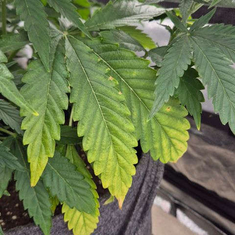 Royal Gorilla 1 growlog timeline photo