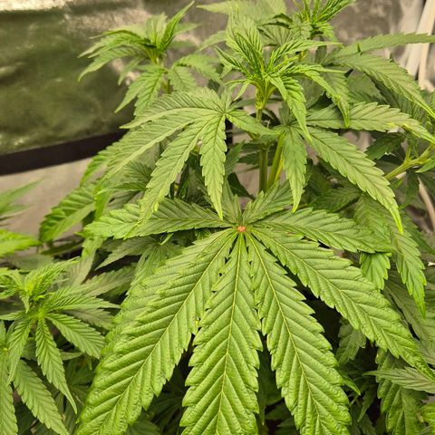 Royal Gorilla 1 growlog timeline photo