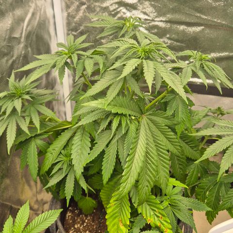 Wedding Gelato 1 growlog timeline photo