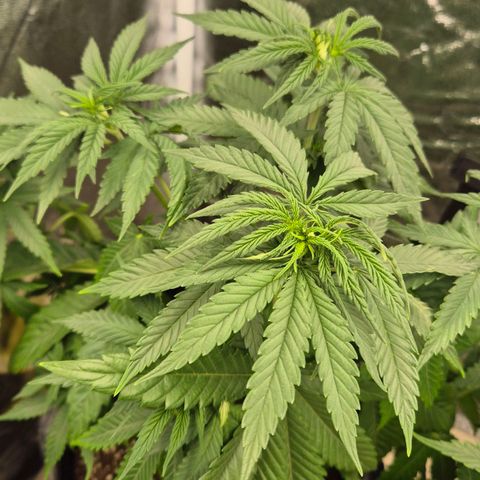 Wedding Gelato 1 growlog timeline photo