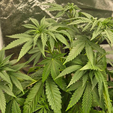 Wedding Gelato 1 growlog timeline photo
