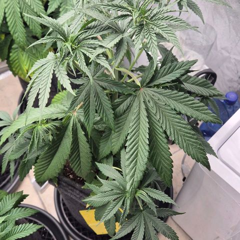 Royal Gorilla 2 growlog timeline photo